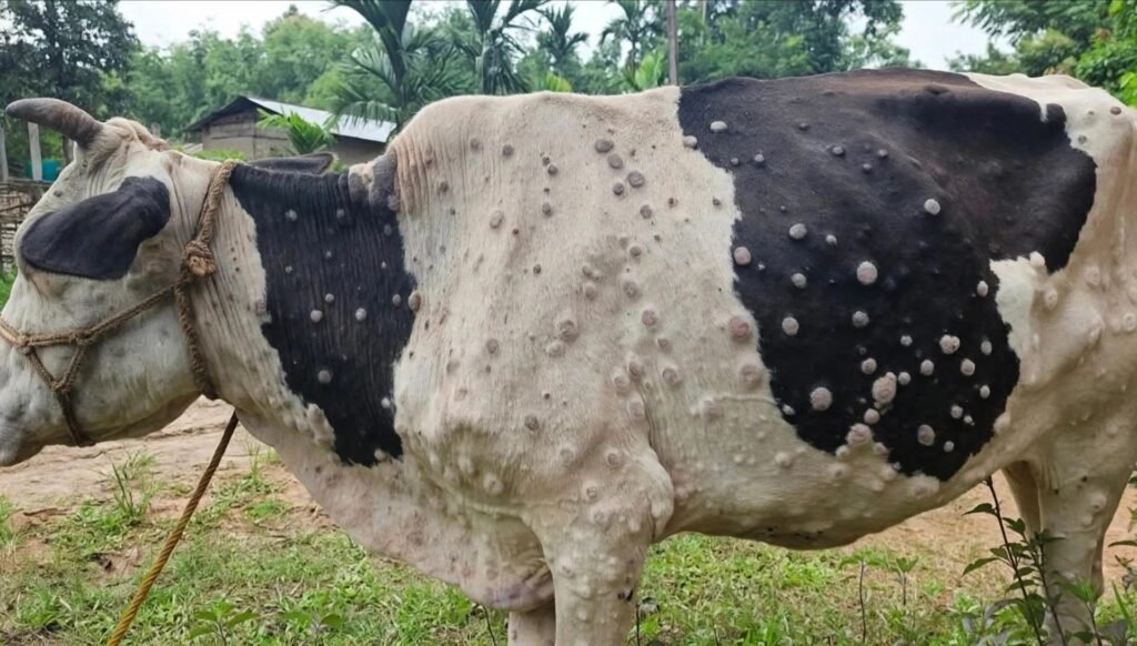 Lumpy Skin Disease Spreads to Several Areas of Ganderbal